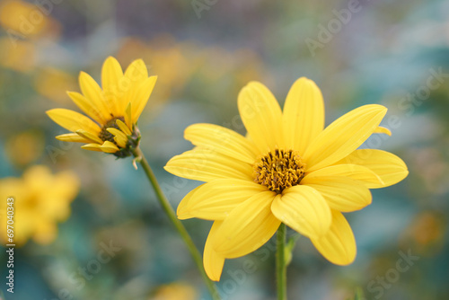 Fiori gialli al sole