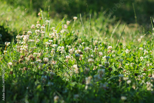 Clovers Of Trifolium Pratense Grow On Meadow In Summer Close Up. 
