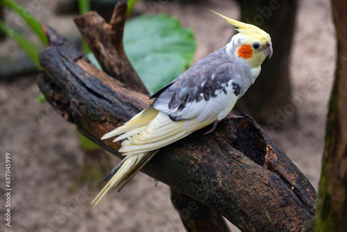 A Cockatiel Perched on a Tree in a large Enclosure photo