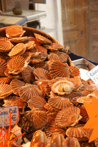 Fresh scallops or coquilles in their shells photo