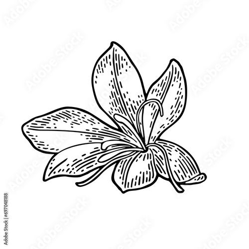 Saffron flower with stamens. Black engraving vintage vector illustration