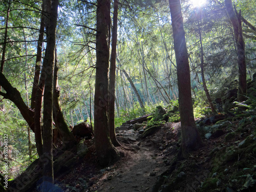 Silhouettes of conifers with forest in background