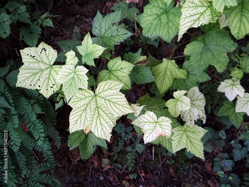 Devil's Club leaves ( Oplopanax horridus) photo