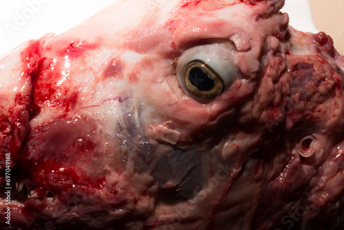 Foto Sheep meat in water