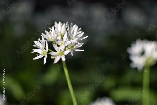 White, fragrant wild garlic flowers in the forest.  Wild garlic blossoms