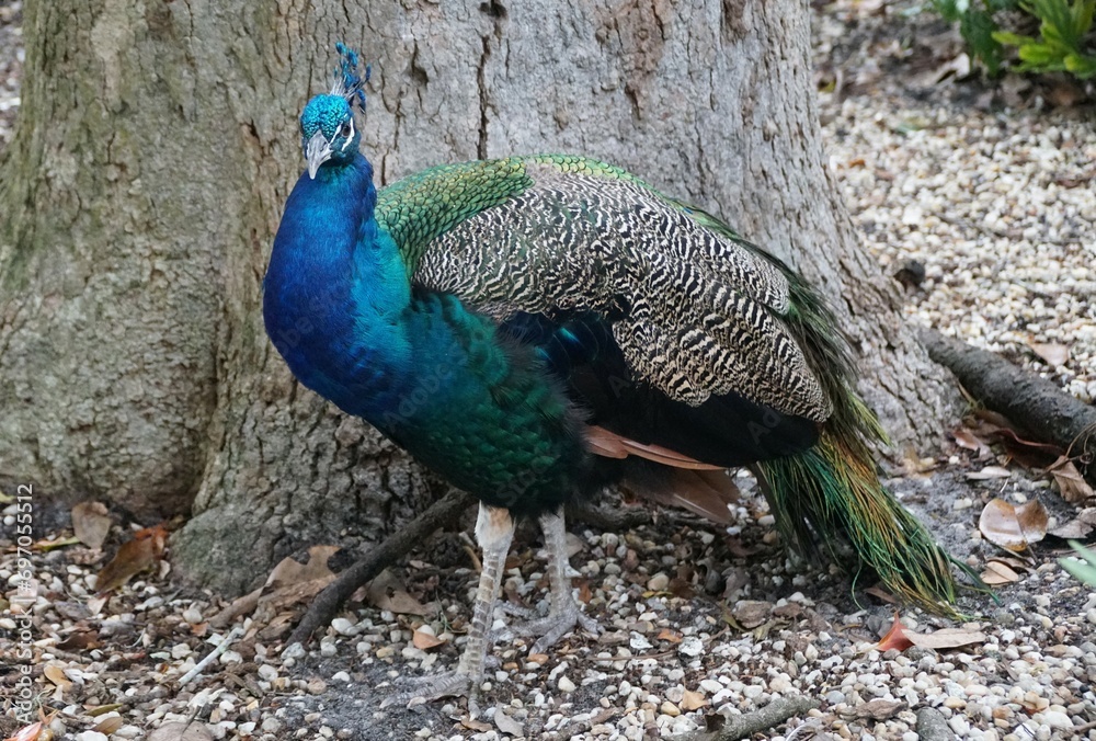 A beautiful blue peacock perching by a tree A beautiful blue peacock perching by a tree