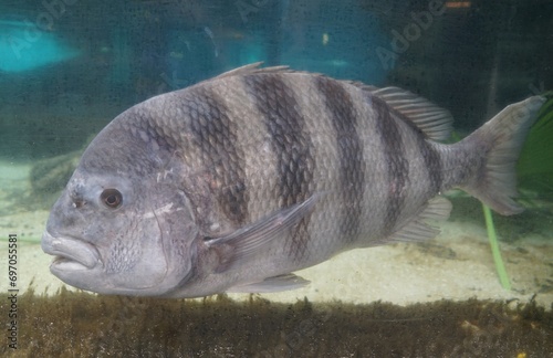 Close up of a sheepshead swimming inside an aquarium photo