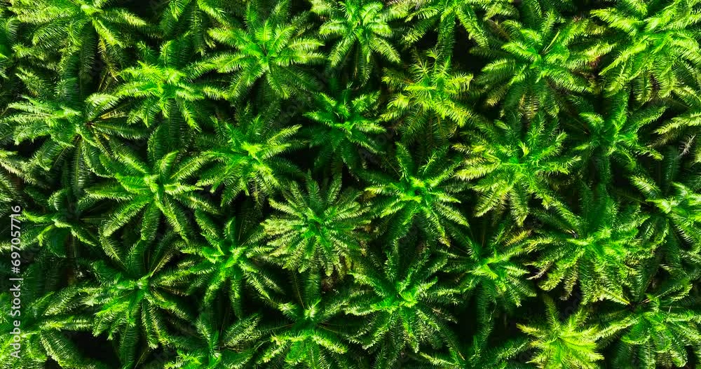 Aerial view Palm oil Planted 