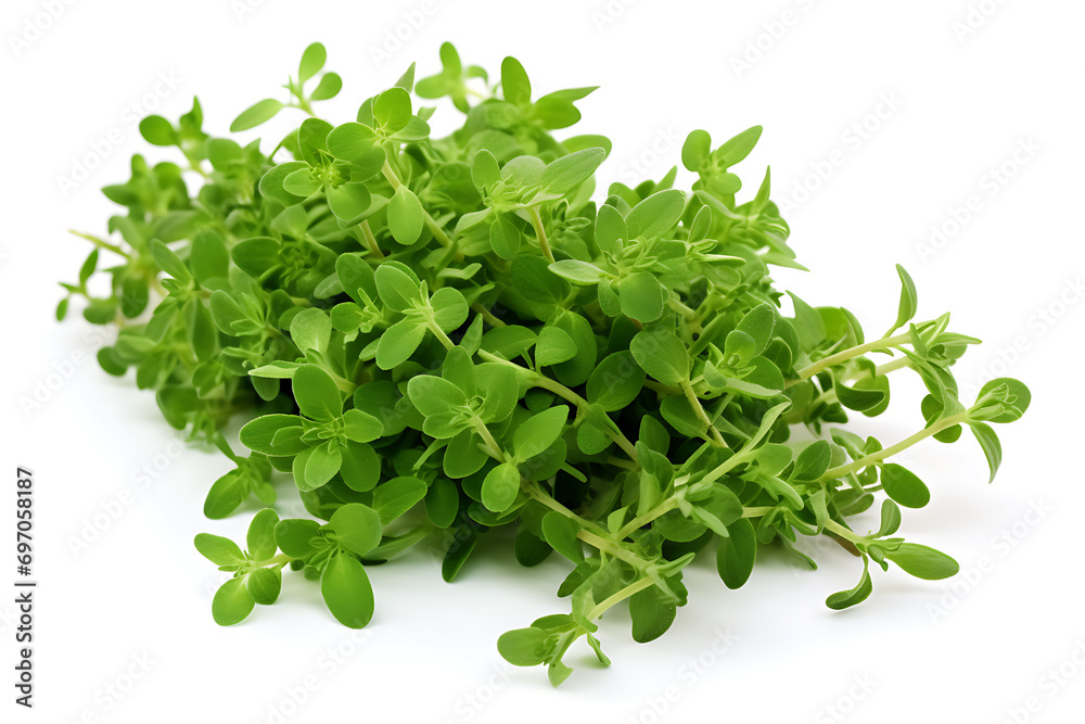 Fresh Green Thyme Close-Up Fresh Green Thyme Close-Up