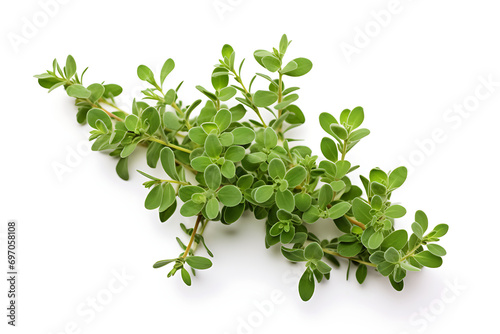 Fresh Green Thyme Close-Up