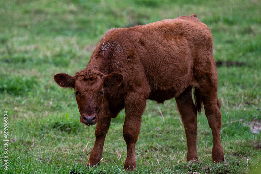 Ταπετσαρία A small red heifer stands in the middle of a lush green grassy field