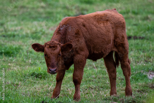A small red heifer stands in the middle of a lush green grassy field. The baby farm animal has long brownish red hair. It's young and unstable on its legs as it stands in the pen outside.  