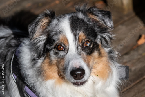 A closeup of an Australian shepherd puppy or Aussie with its mouth open and its long pink tongue hanging out. The young dog has brown, grey, white, and black fur. The dog has Corneal degeneration. © Dolores  Harvey