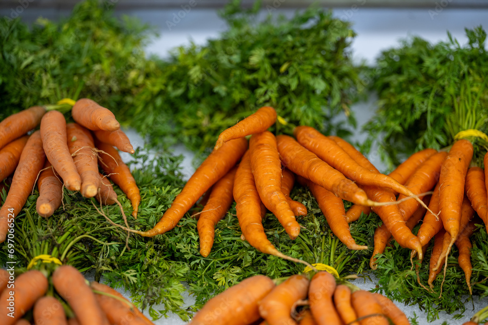 Closeup of bunches of small ripe organic carrots with the stalks attached lying on a supermarket shelf. The colorful orange vegetable is clean, long, and pointy with deep green stalks of leaves. Closeup of bunches of small ripe organic carrots with the stalks attached lying on a supermarket shelf. The colorful orange vegetable is clean, long, and pointy with deep green stalks of leaves.