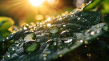 Large beautiful drops of transparent rain water on a green leaf macro. Drops of dew in the morning glow in the sun. Beautiful leaf texture in nature.