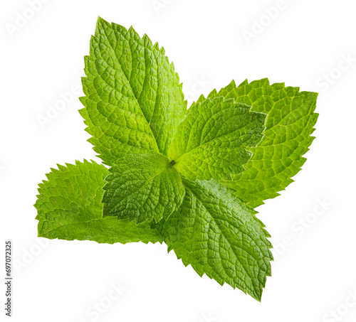Leaves of fresh mint, green herbs, ingredient for mojito cocktail drink. Mint leaves cutout. Isolated. PNG.