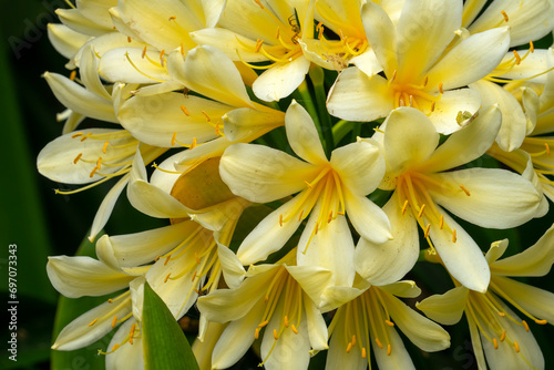 Close-up of yellow flowers of a Natal lily (clivia miniata)