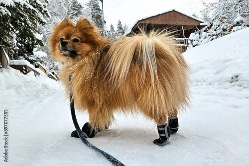 Cute fluffy pomeranian spitz dog on a winter walk on the leash with fancy fashionable pet shoes on paws