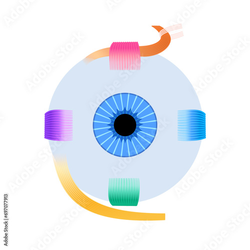 Extraocular muscles anatomy