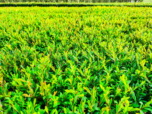 Background of a green grass. Green grass texture Green grass texture from a field filled the frame. Green Grass Close Up Details with a little yellow flower in Puncak Alam, Selangor, Eco Grandeur. photo