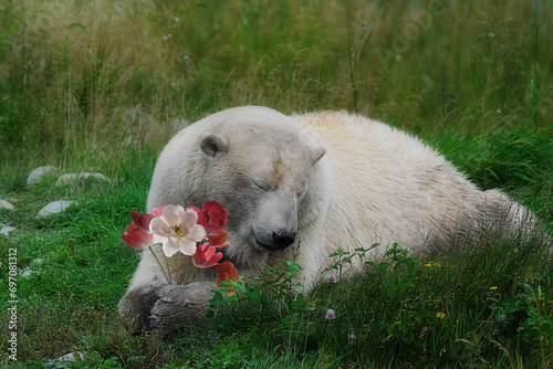 Billede på lærred Polar bear holding flowers in his paws, resting in the grass, with his eyes clos