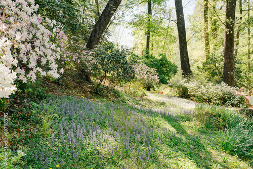 Spring Blossoms and Wildflowers Blanketing a Woodland Garden Path with Lush Green Trees and Shrubbery in a Peaceful Natural Setting
