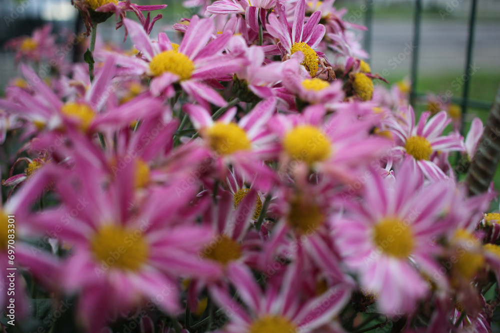 Obraz premium some pink flowers in my garden