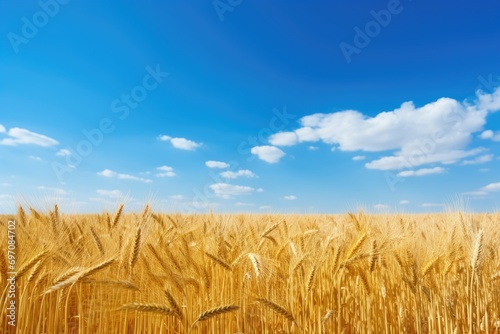 Blue sky above a golden wheat field.