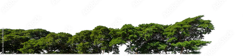 Green trees isolated are forest on transparent background, high resolution.