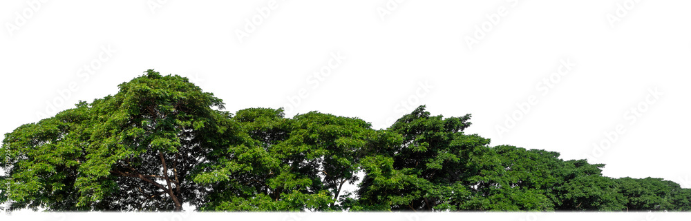 Green trees isolated are forest on transparent background, high resolution.