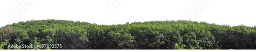 Green trees isolated are forest on transparent background, high resolution.