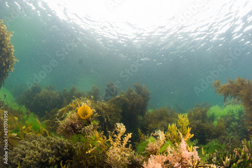 Temperate reef scene photo