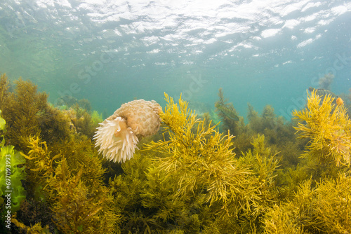 Wandering sea anemone, Phlyctenactis tuberulosa photo