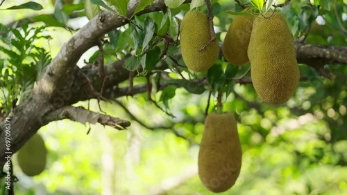 Hanging jackfruits on tree branch, artocarpus heterophyllus tropical fruit photo