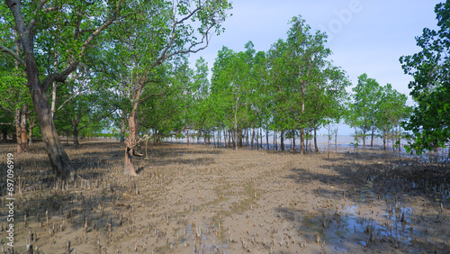 Fototapeta Naklejka Na Ścianę i Meble -  Natural View Of The Sonneratia Alba Forest Or Perepat Forest On The Tropical Coast Of Belo Laut Village, Indonesia