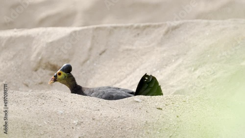 Maleo bird digging in sand with vigor, nature conservation and documentary photo