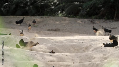 Maleo birds in sulawesi sand nesting ground, monitor lizard looking for eggs photo