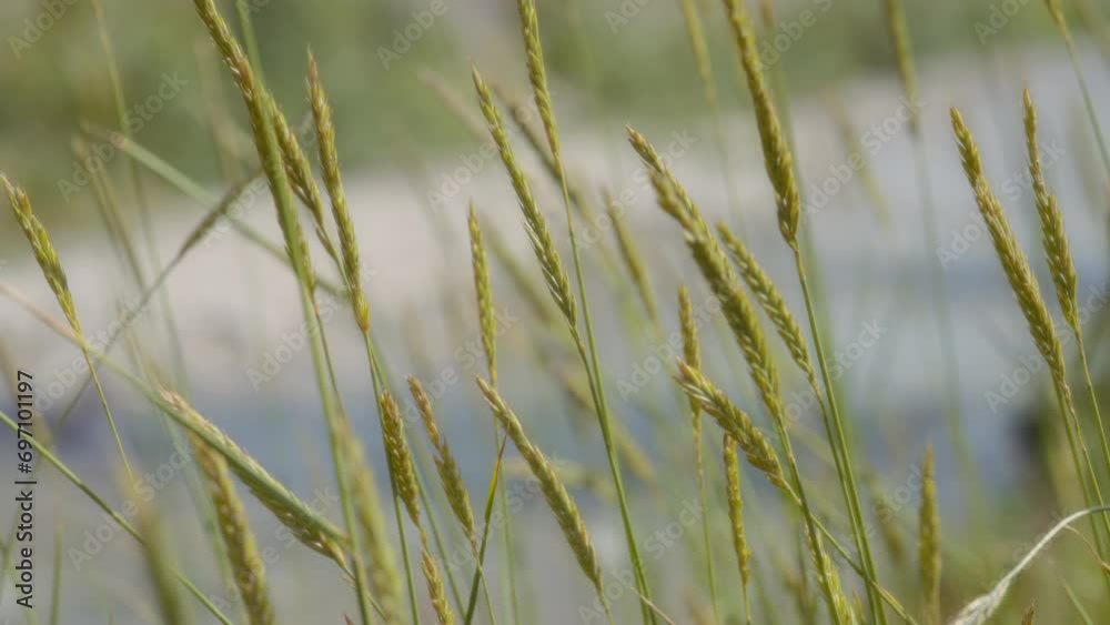 Prairie wild grass swaying in the wind. Slow motion. Prairie wild grass swaying in the wind. Slow motion.