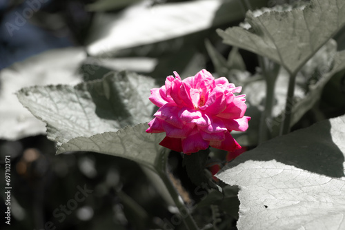 A beautiful pink rose flower with background of pumpkin leaves photo