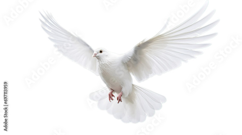 White pigeon isolated on transparent background  Generative ai.