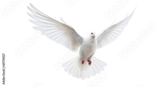 White pigeon isolated on transparent background, Generative ai.