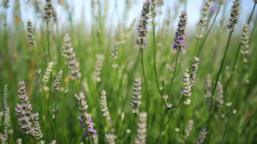 Lavandin starting to bloom in field. Growing lavandin for aroma materials, oils Lavandin starting to bloom in field. Growing lavandin for aroma materials, oils