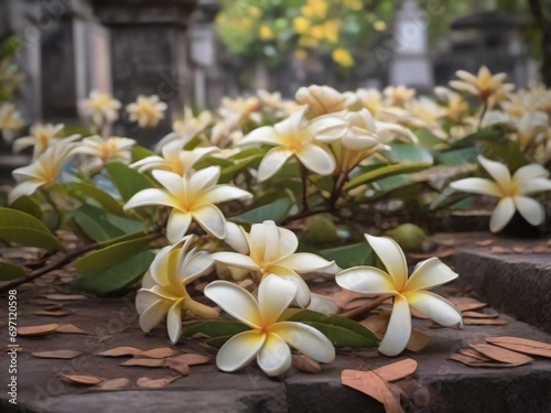 beautiful Frangipani Flower plant in Indonesian cemetery  Frangipani details  realistic Frangipani  style photography  cemetery background