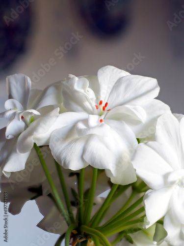 Fototapeta Naklejka Na Ścianę i Meble -  bright white geranium flowers in a pot on the windowsill