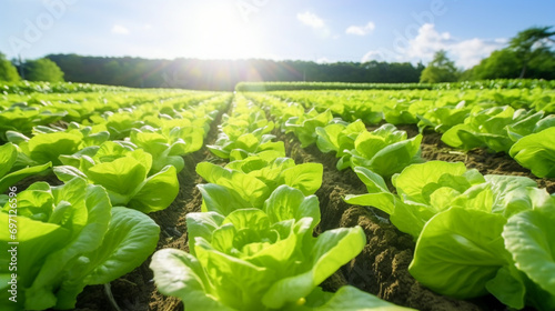 Growing lettuce in rows in a field on a sunny day. Lettuce, Agricultural Field. AI Generative