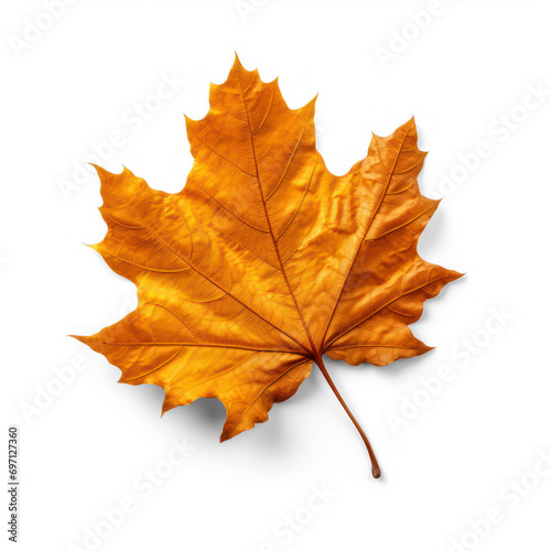 maple leaf isolated on isolate transparency background  PNG