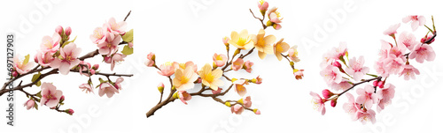 Collection of Blossoming tree pink flower on isolate transparency background  PNG