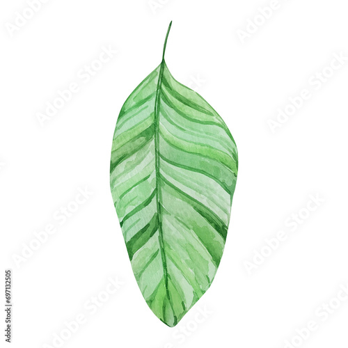 Watercolor tropical green leaf