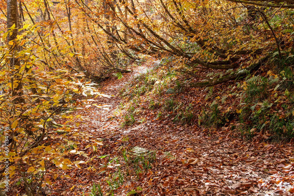 Fototapeta premium 紅葉の小道