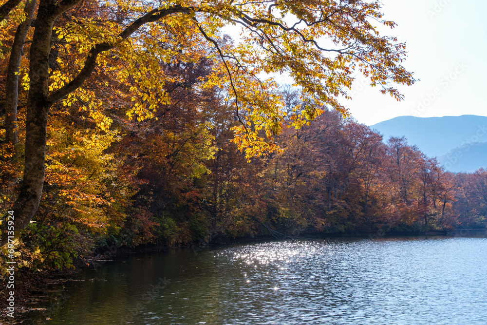 Fototapeta premium 輝く波